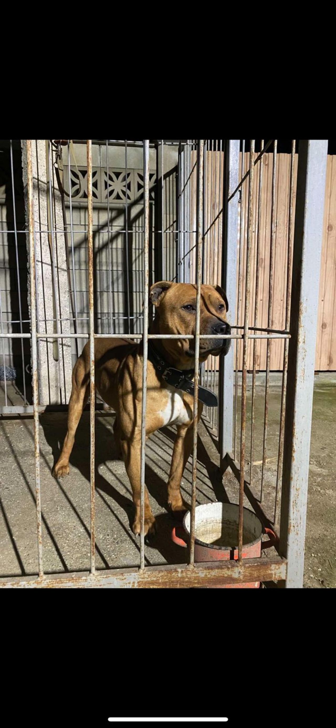 Photo of the dog
