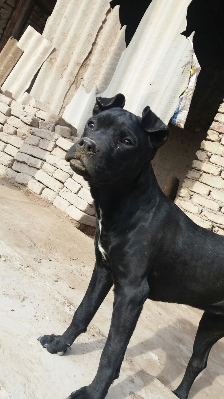 Photo of the dog