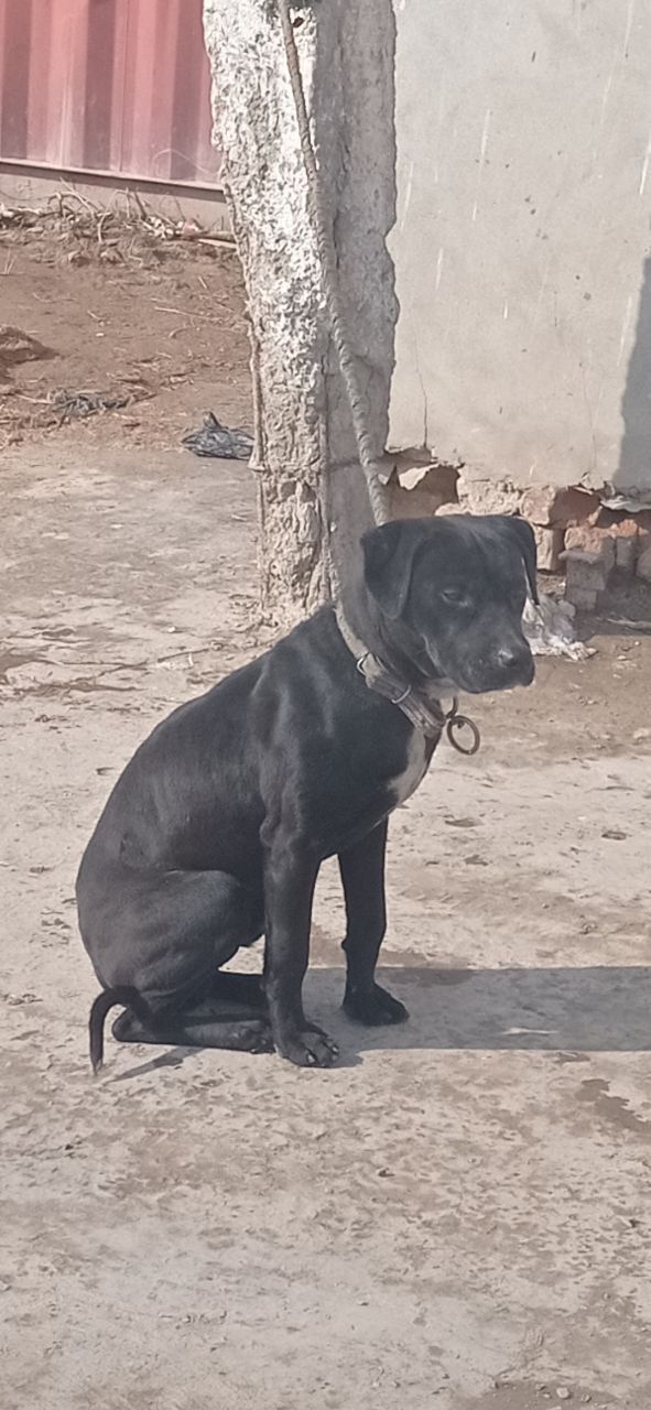 Photo of the dog