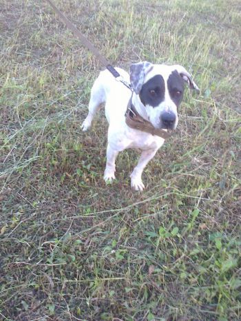 Photo of the dog
