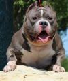 Photo of the dog