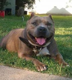 Photo of the dog