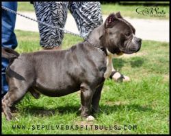 Photo of the dog