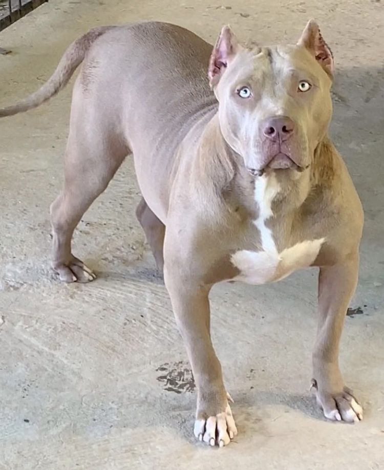 Photo of the dog