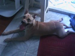 Photo of the dog