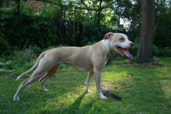 Photo of the dog