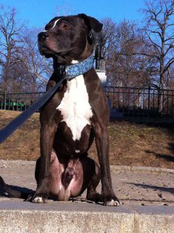 Photo of the dog