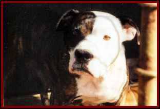 Photo of the dog