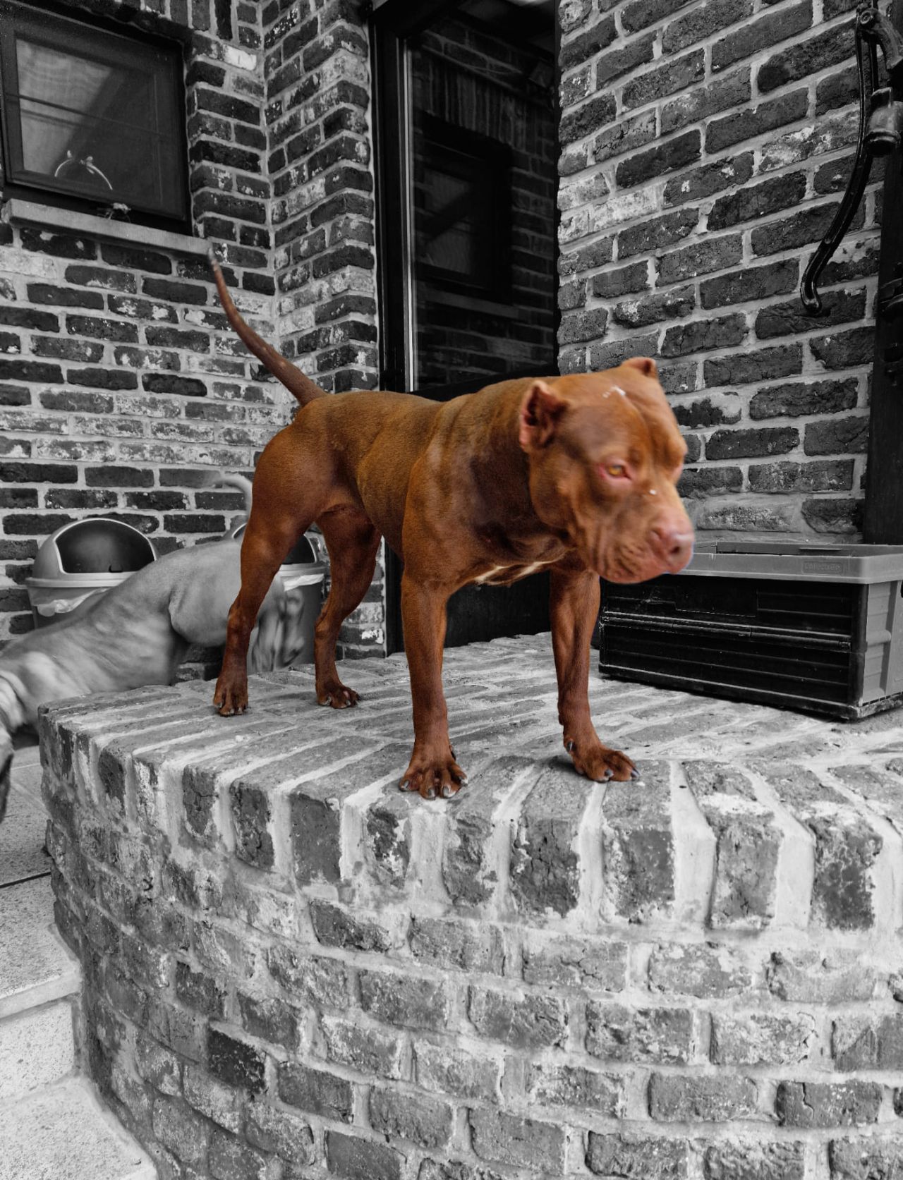 Photo of the dog