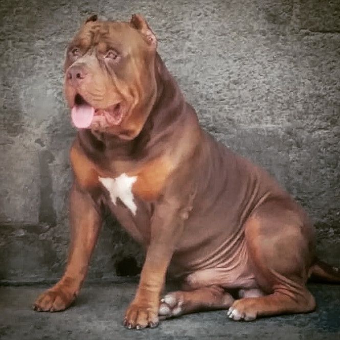 Photo of the dog