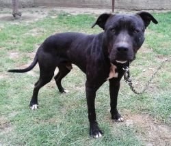 Photo of the dog