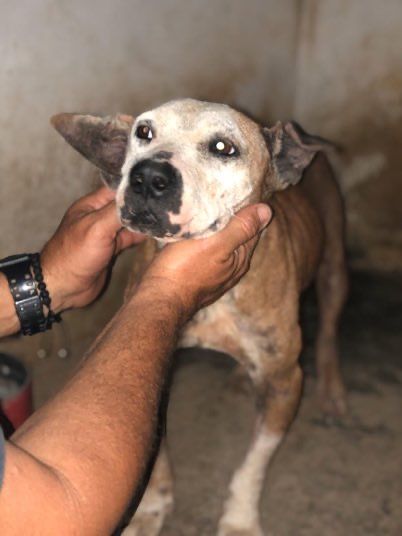 Photo of the dog