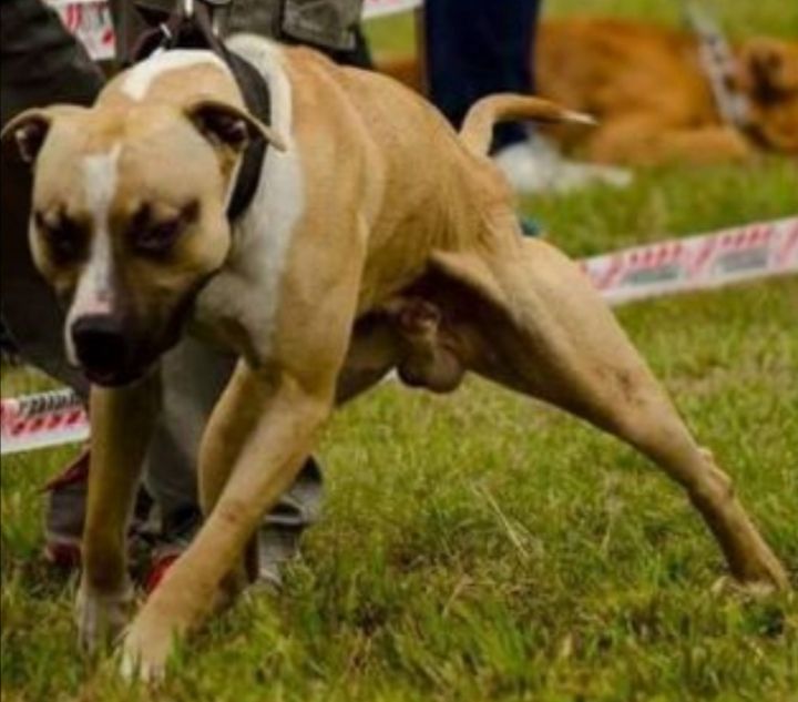 Photo of the dog