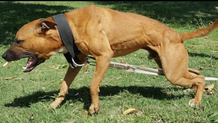 Photo of the dog