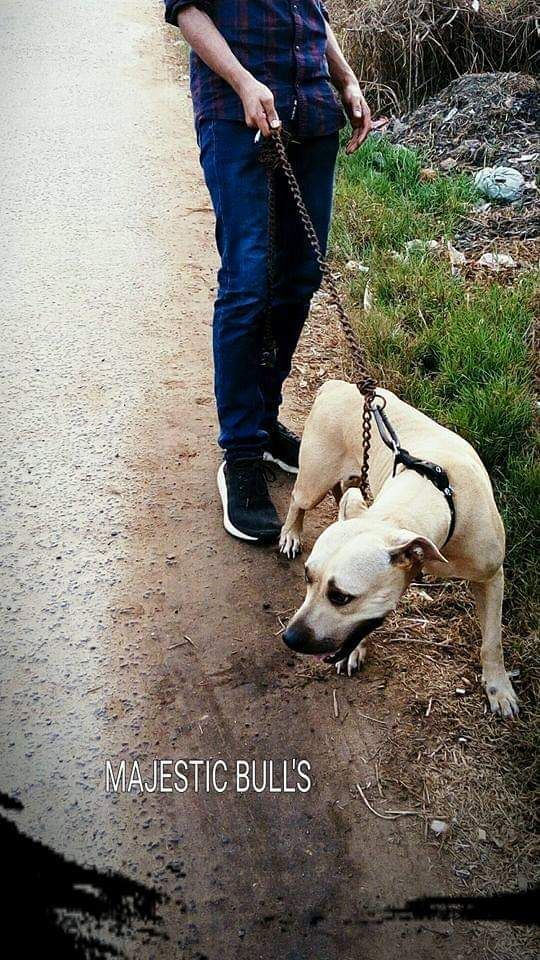 Photo of the dog