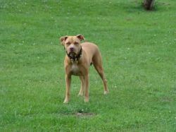 Photo of the dog
