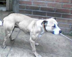 Photo of the dog