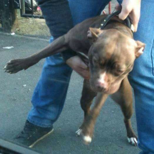Photo of the dog