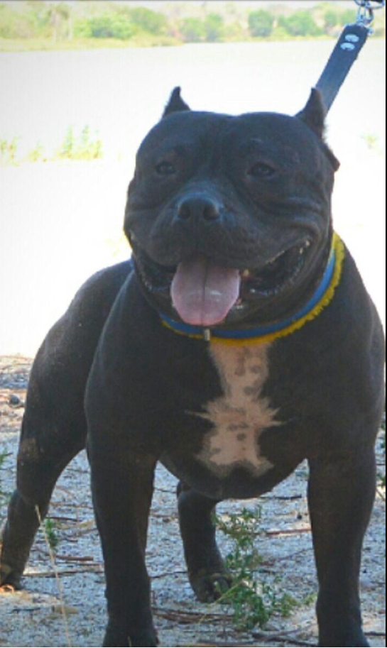 Photo of the dog