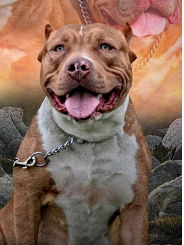 Photo of the dog