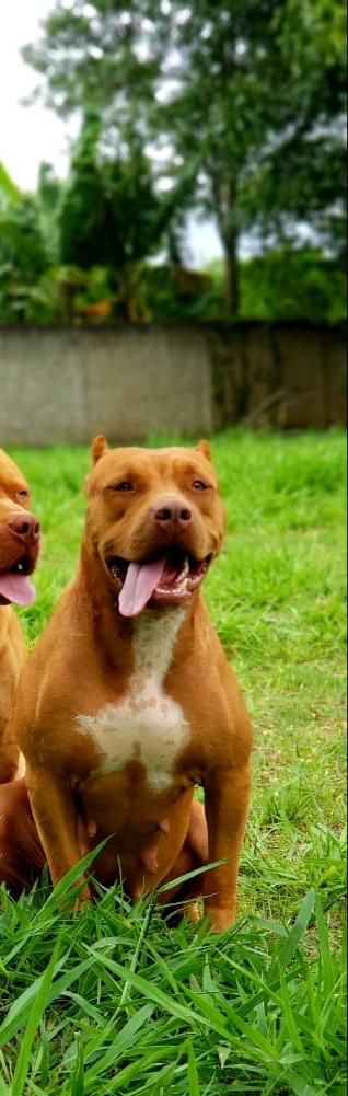 Photo of the dog