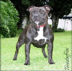 Photo of the dog