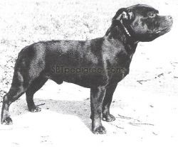 Photo of the dog