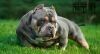 Photo of the dog