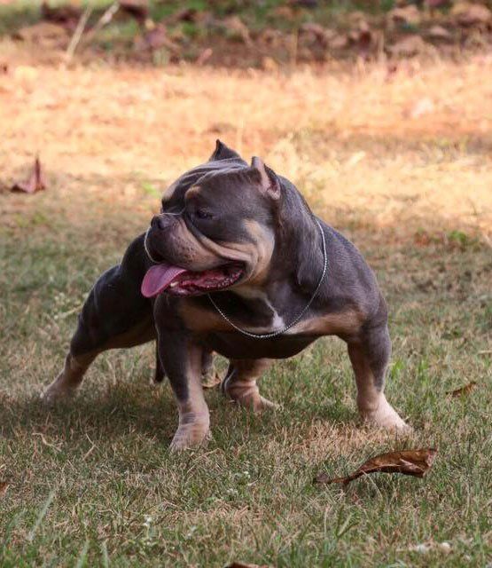 Photo of the dog