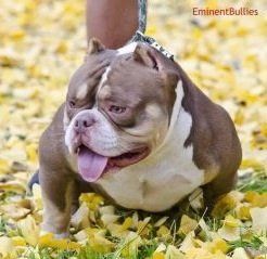 Photo of the dog
