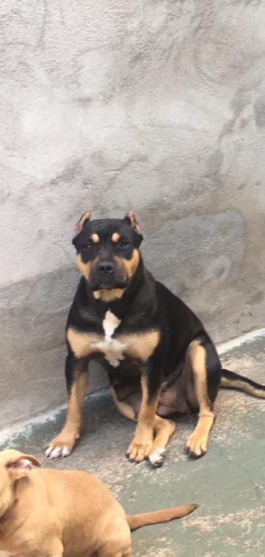 Photo of the dog