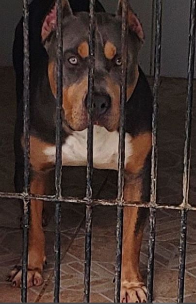 Photo of the dog