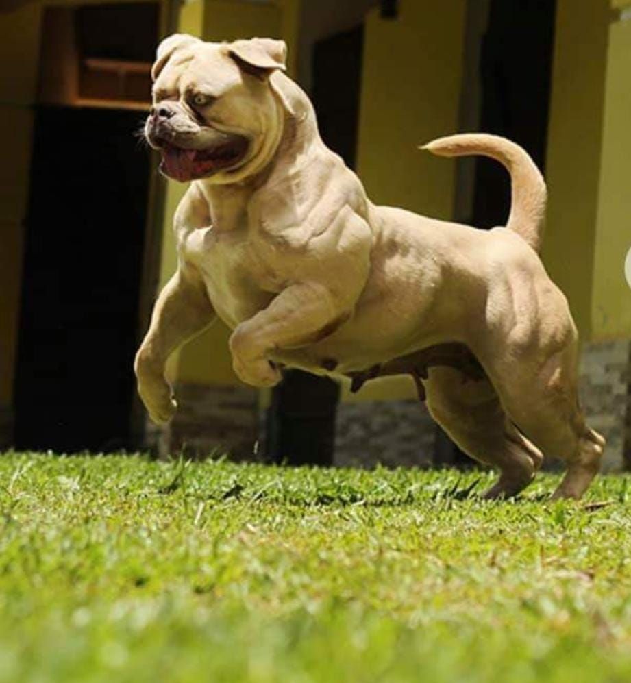 Photo of the dog