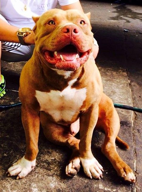 Photo of the dog