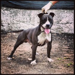 Photo of the dog