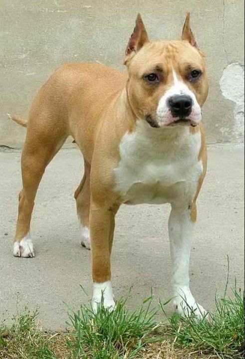Photo of the dog