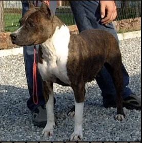 Photo of the dog