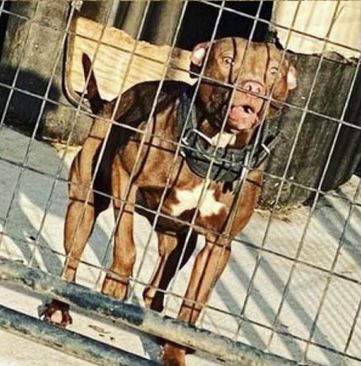 Photo of the dog