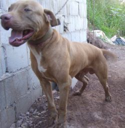 Photo of the dog