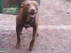 Photo of the dog