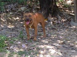 Photo of the dog