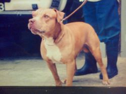 Photo of the dog