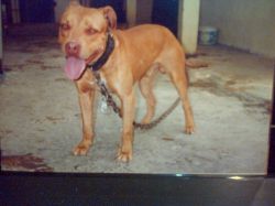 Photo of the dog