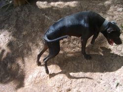 Photo of the dog