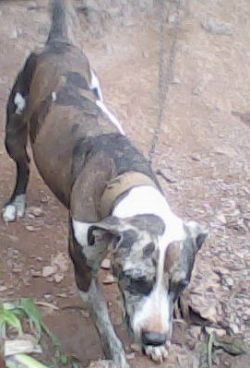 Photo of the dog