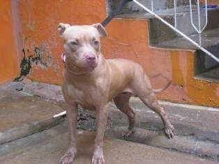 Photo of the dog