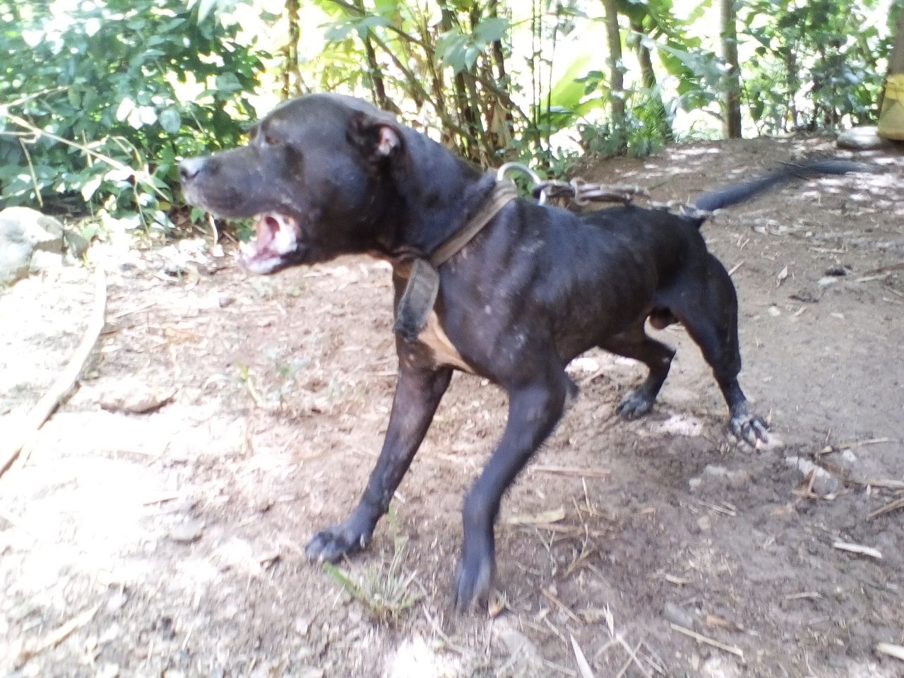 Photo of the dog