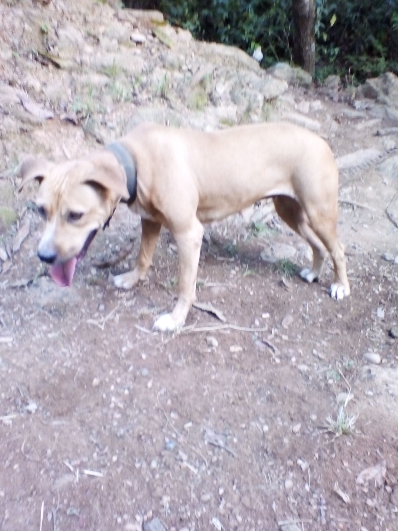 Photo of the dog
