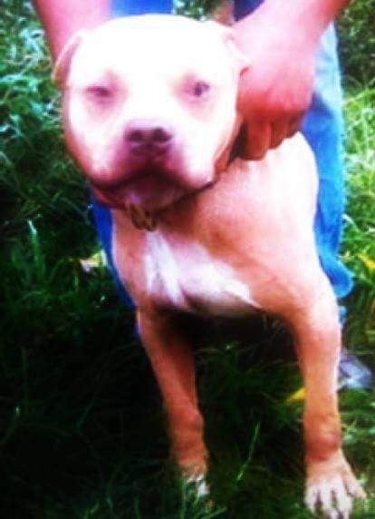 Photo of the dog
