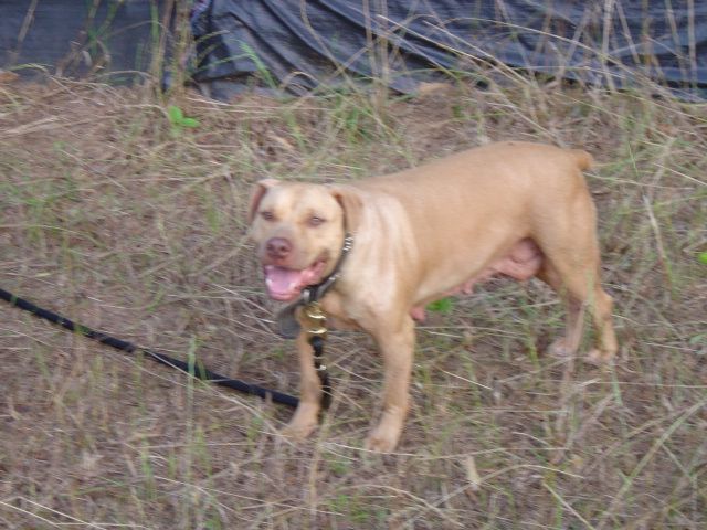 Photo of the dog